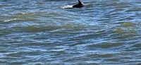 Dolphin Swimming
