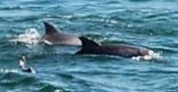 Dolphins