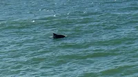 Dolphin in the Water