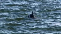 Dolphin in the Water