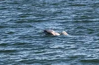 Dolphin