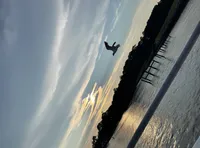 Bird Over the Water