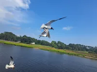 Birds Flying
