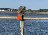 Bird's Nest
