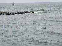 Dolphin