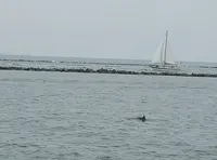 Dolphin in the Water