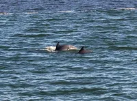 Dolphins Swimming