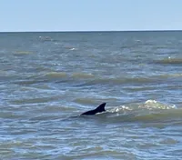 Dolphin Swimming