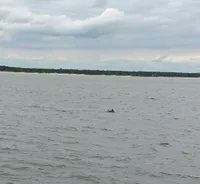 Dolphins in the Water