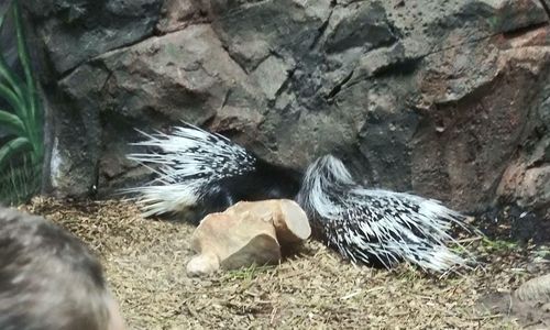 Porcupines at the RainForest Adventures Discovery Zoo