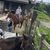 Gold Rush Stables - Pigeon Forge Horseback Riding - easy and fun!
