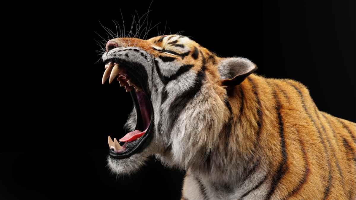 Sundarban Boat Safari Guide – Everything You Need to Know