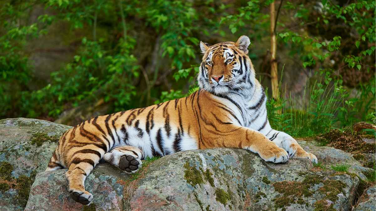 Best Time to Visit Sundarban from Kolkata (2026 Guide)
