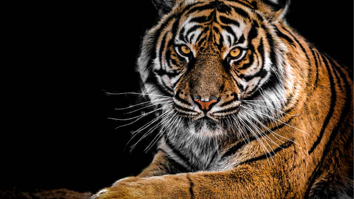 Sundarban Tour Package Under ₹5000 – Explore The Mangrove Forest On A Budget