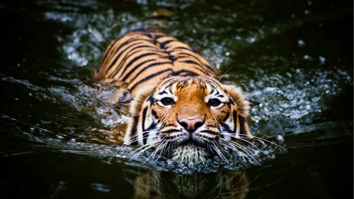 Sundarban Group Tour Package From Kolkata – Affordable Adventures For Friends, Students & Teams