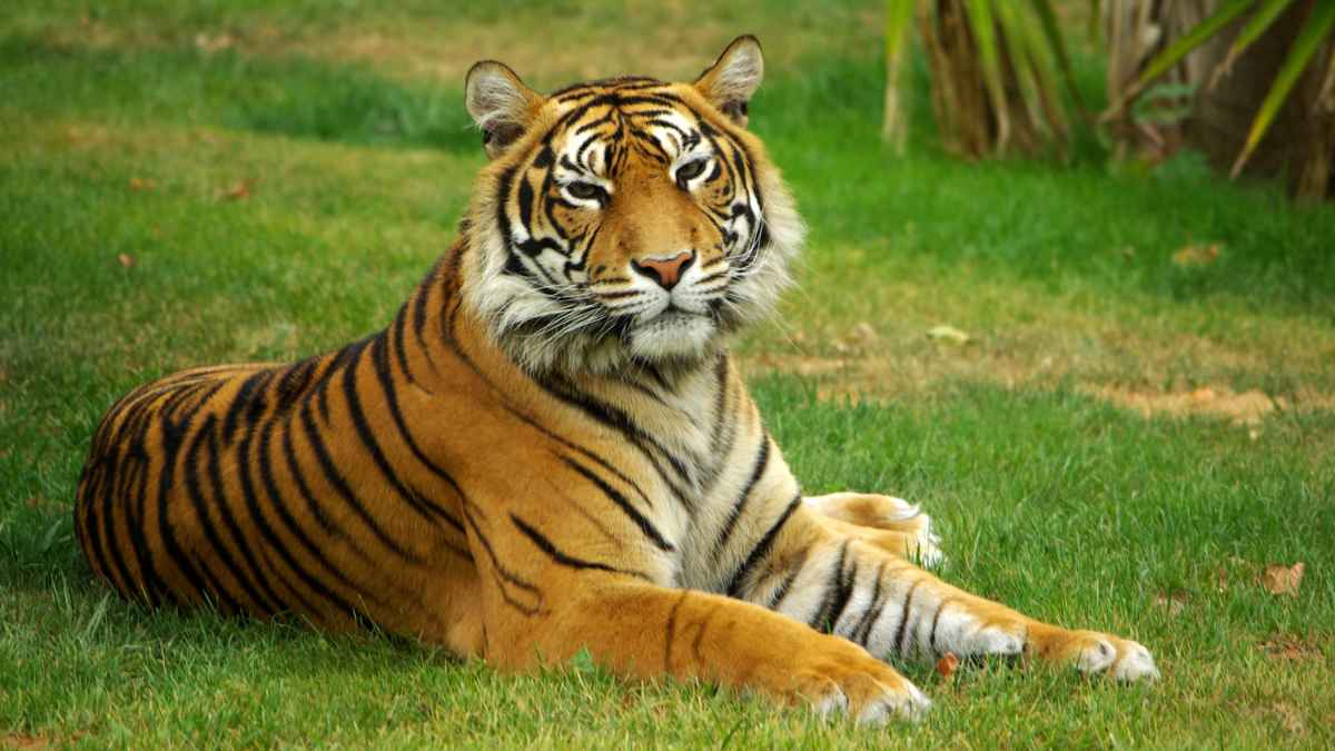Sundarban Star Category Hotel Tour Package from Kolkata | Premium Stay
