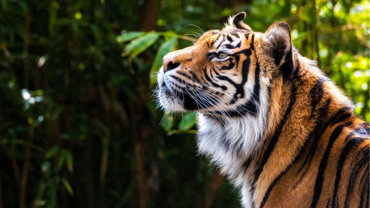 Sundarban Eco Village Tour Package from Kolkata | Nature & Village Life