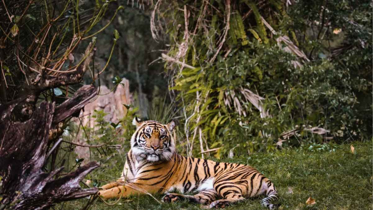 Sundarban Photography Tour Package from Kolkata | Wildlife & Nature