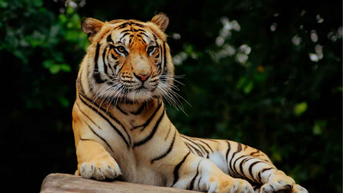 Sundarban Best Hotel Tour Package from Kolkata | Comfortable Stay & Safari