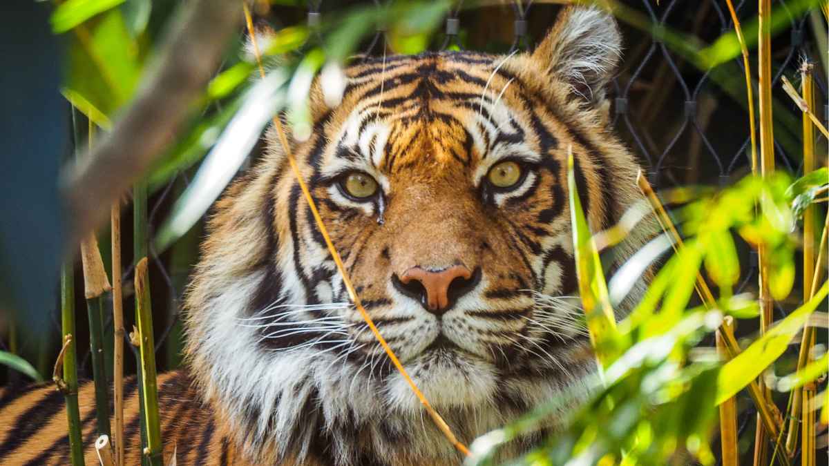 Sundarban Offbeat Hotel Tour Package from Kolkata – Discover Hidden Gems