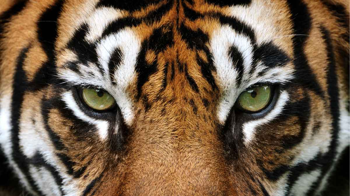 Sundarban Wildlife Guide – Animals & Birds You Can See