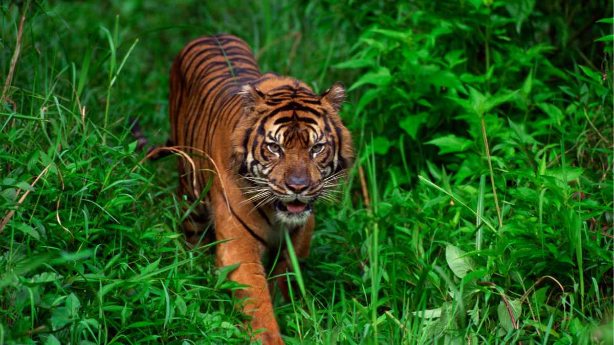 Sundarban Tour for Family – Complete Planning Guide