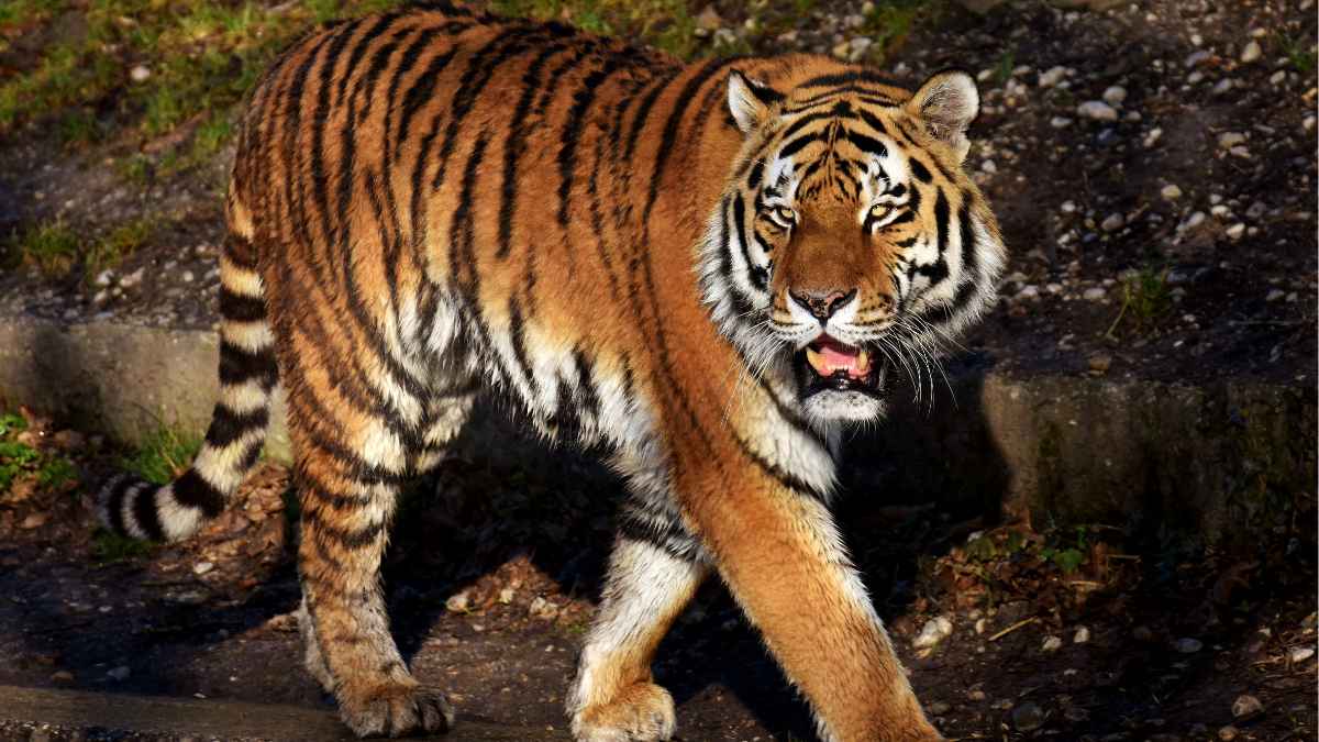 Sundarban Tour for Couples – Romantic Weekend Guide