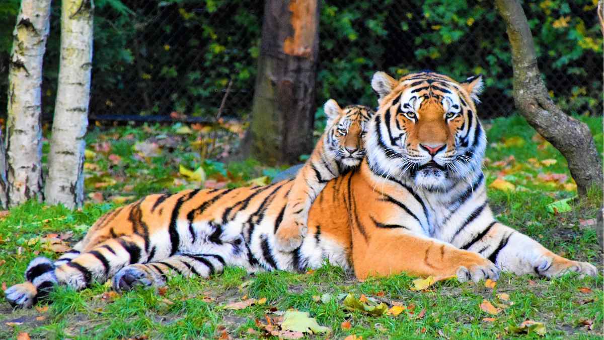 Top Things to Do in Sundarban Besides Tiger Spotting