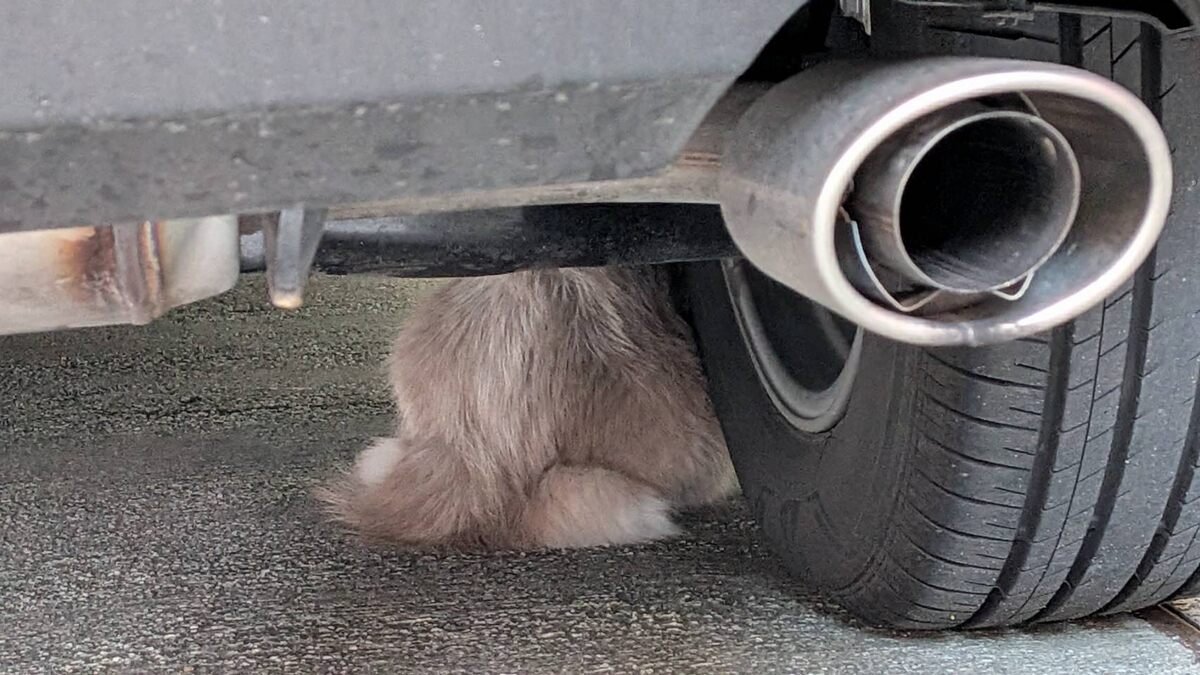 （可憐的貓咪）