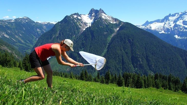 What Can Butterflies Tell Us About Biodiversity? - Roam Media