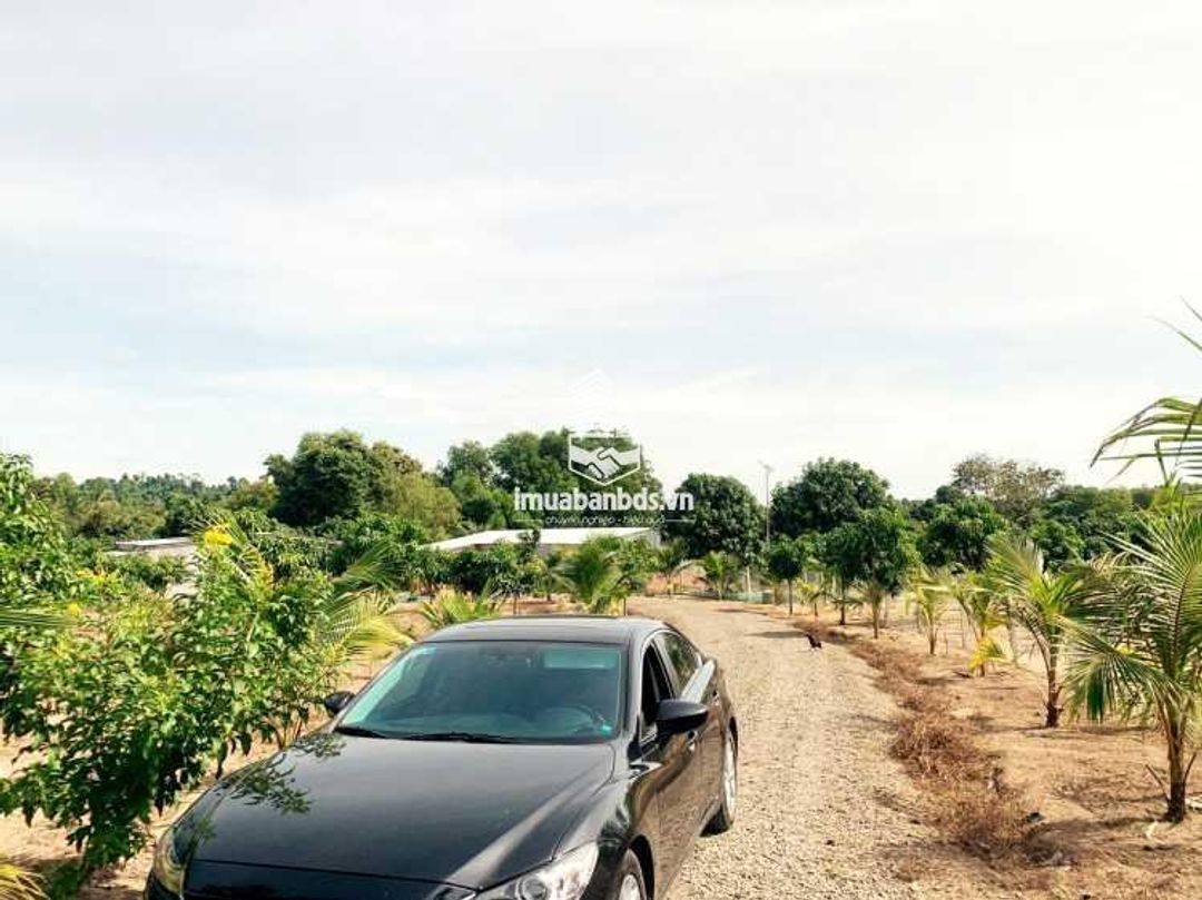 Cần bán 13.623 m² Đất Vườn CLN+ONT View suối || Xuân Lộc - Đồng Nai, Giá chỉ 570tr/1000m² - ảnh 5