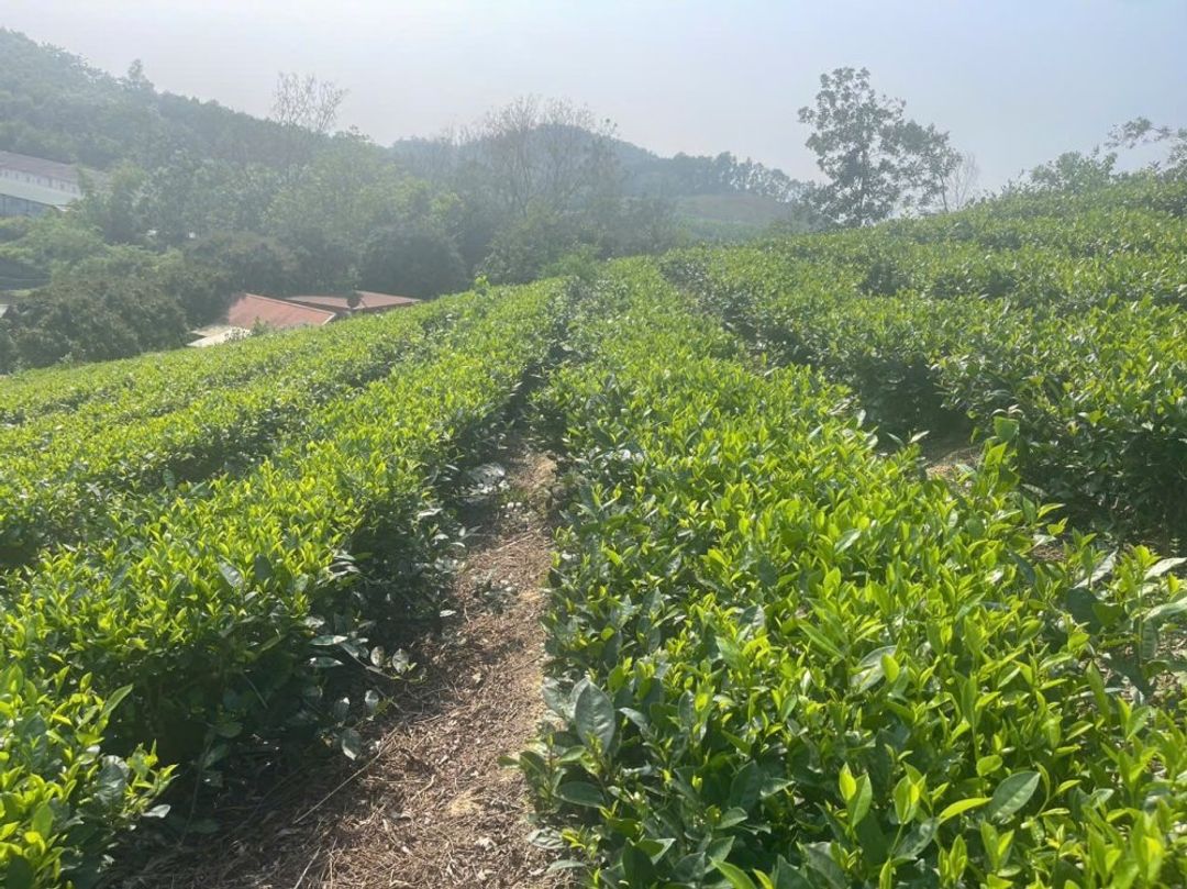 Bán 1440m2 đất tại thôn 2, Ba Trại, Ba Vì, Hà Nội.  Giáp dự án FLC View hồ - ảnh 8