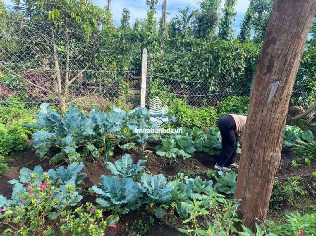 Bán đất nghỉ dưỡng 2400m2 cách BMT chỉ 7km - ảnh 1