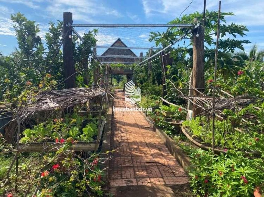 Bán đất nghỉ dưỡng 2400m2 cách BMT chỉ 7km - ảnh 2
