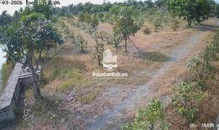 Bán Nhà Vườn 12.000m2, Giá 31 Tỷ, Kênh 12, Xã Lê Minh Xuân Bình Chánh TPHCM - thumbnail 6