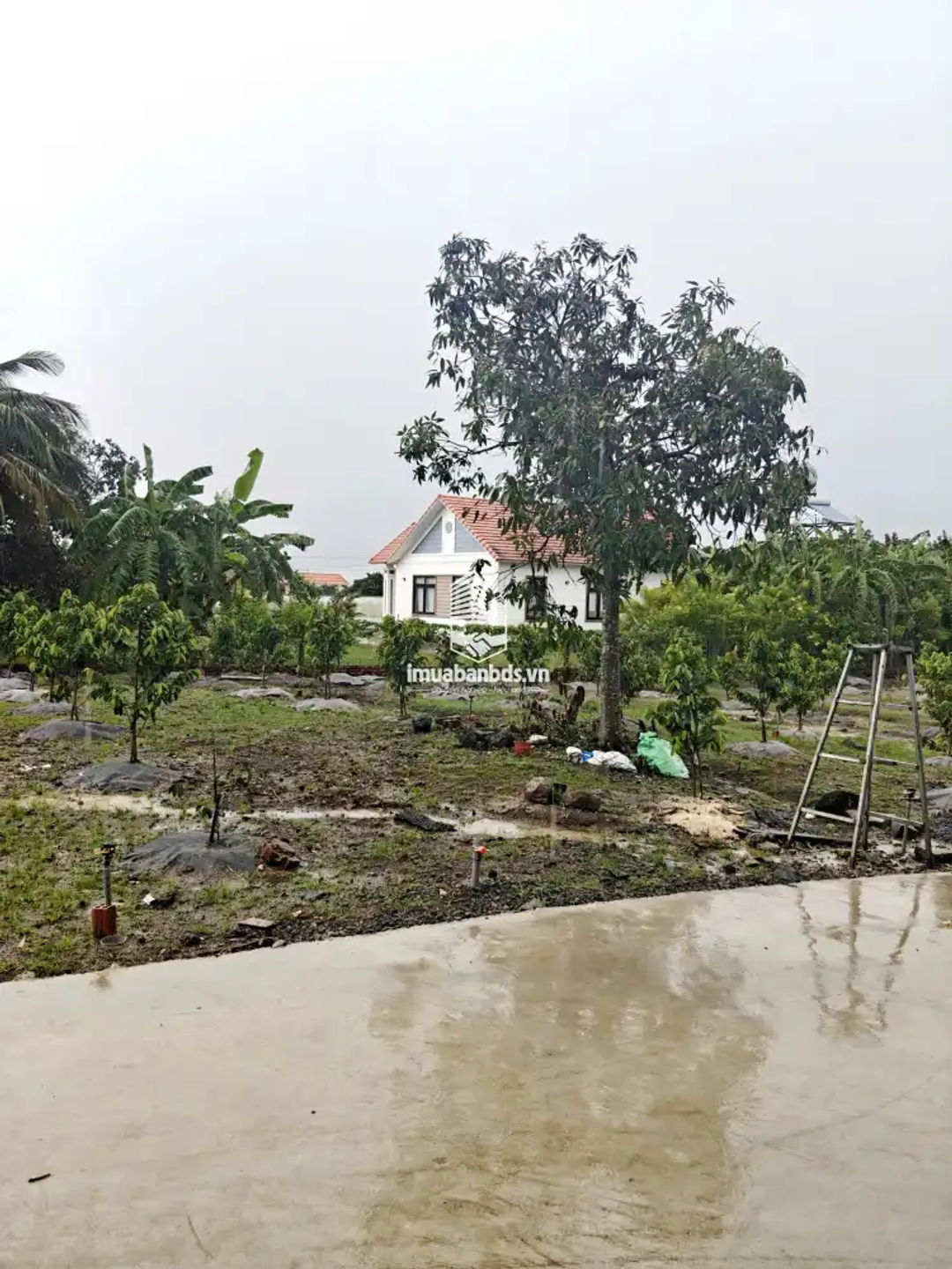 🏡 1,39 Tỷ Đất Vườn, 1.800 m2, 300 ONT, Nhà Cấp 4, Cách TT Long Khánh Vài Phút! - ảnh 3