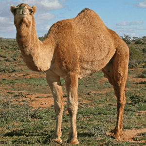 Camel