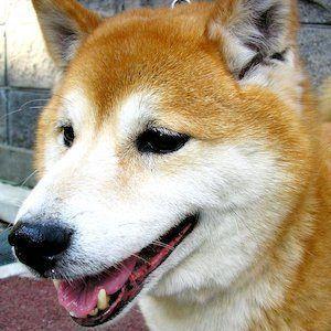 Maru the Shiba Inu Photo #1