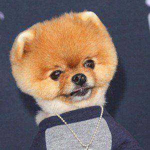 JiffPom Photo #1