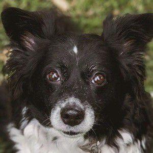 Daisy the Border Collie Photo #1