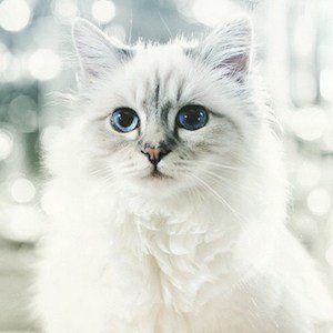 Choupette Lagerfeld Photo #1