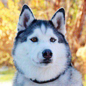 Maska the Husky Photo #1