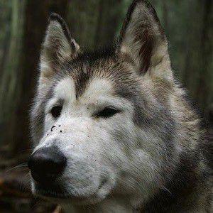 Loki the Wolf Photo #1