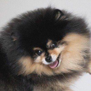 Mocha the Pomeranian Photo #1