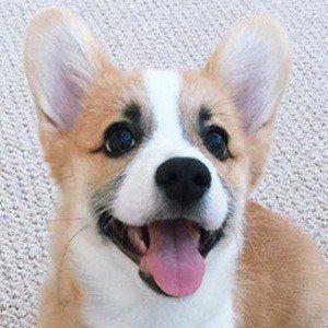 Tofu the Corgi Photo #1