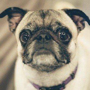 Guppy the Pug Photo #1