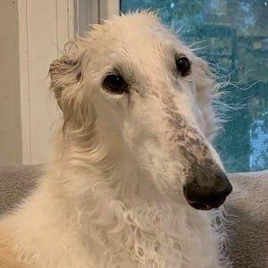 Eris The Borzoi Photo #1