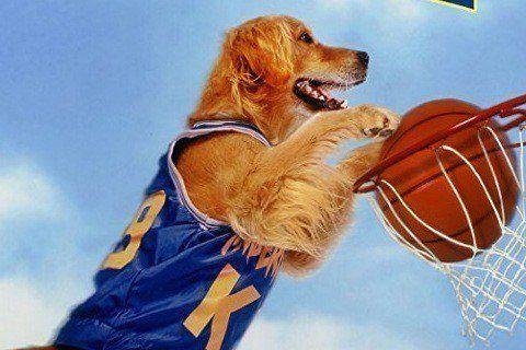 Air Bud Photo #1