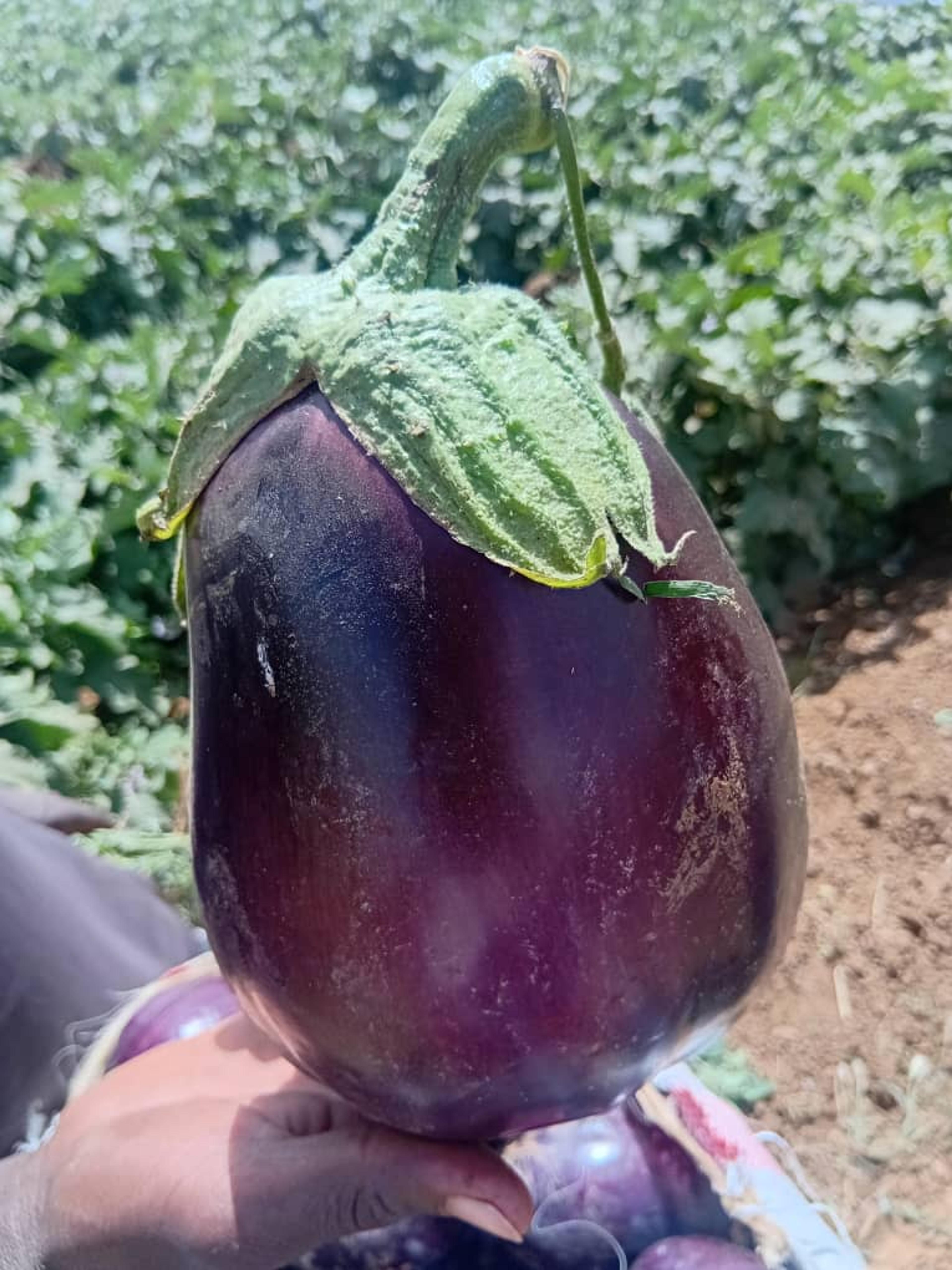 بالجين  1kg