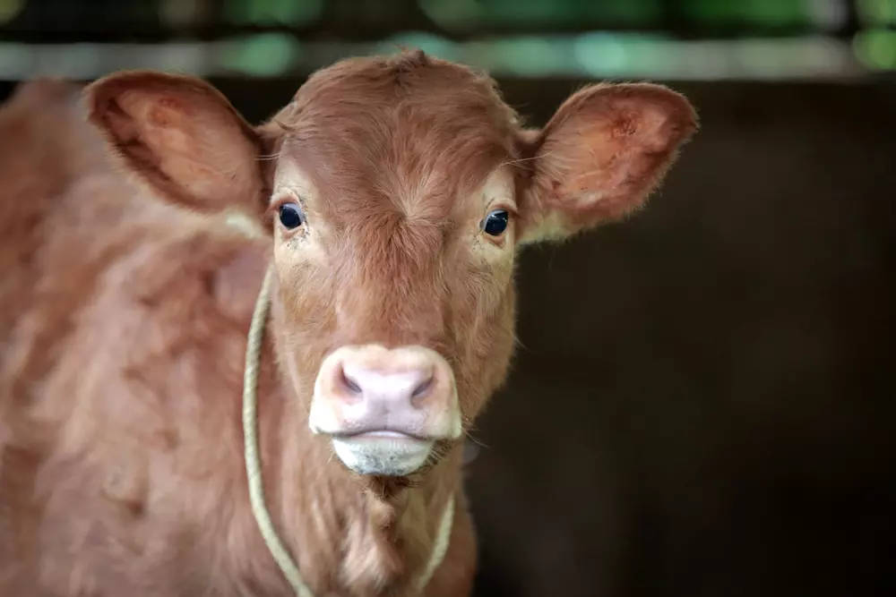 Featured image for The Complete Guide to Qurbani